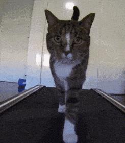 千万不要养这三种宠物猫,宠物店上常见的猫有哪些