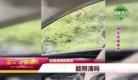 开车遇到行人鸣笛不礼让怎么办,开车遇到熊拦路