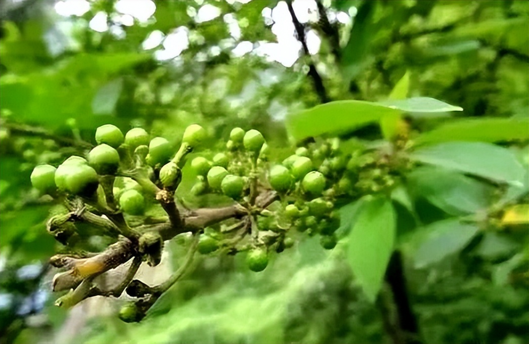 原创散文|山胡椒果迷人，花也十分惹眼