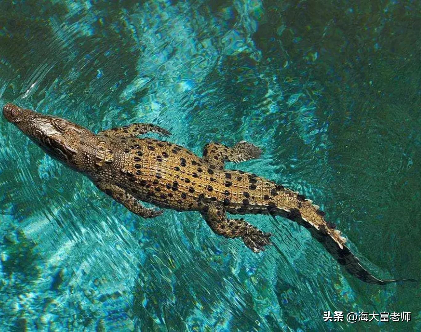 巨蟒大战恐鳄电影中巨蟒有几米,巨蟒大战恐鳄电影片段