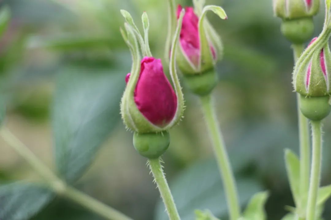 蔷薇月季和玫瑰有什么区别吗,你分得清玫瑰蔷薇和月季的区别吗