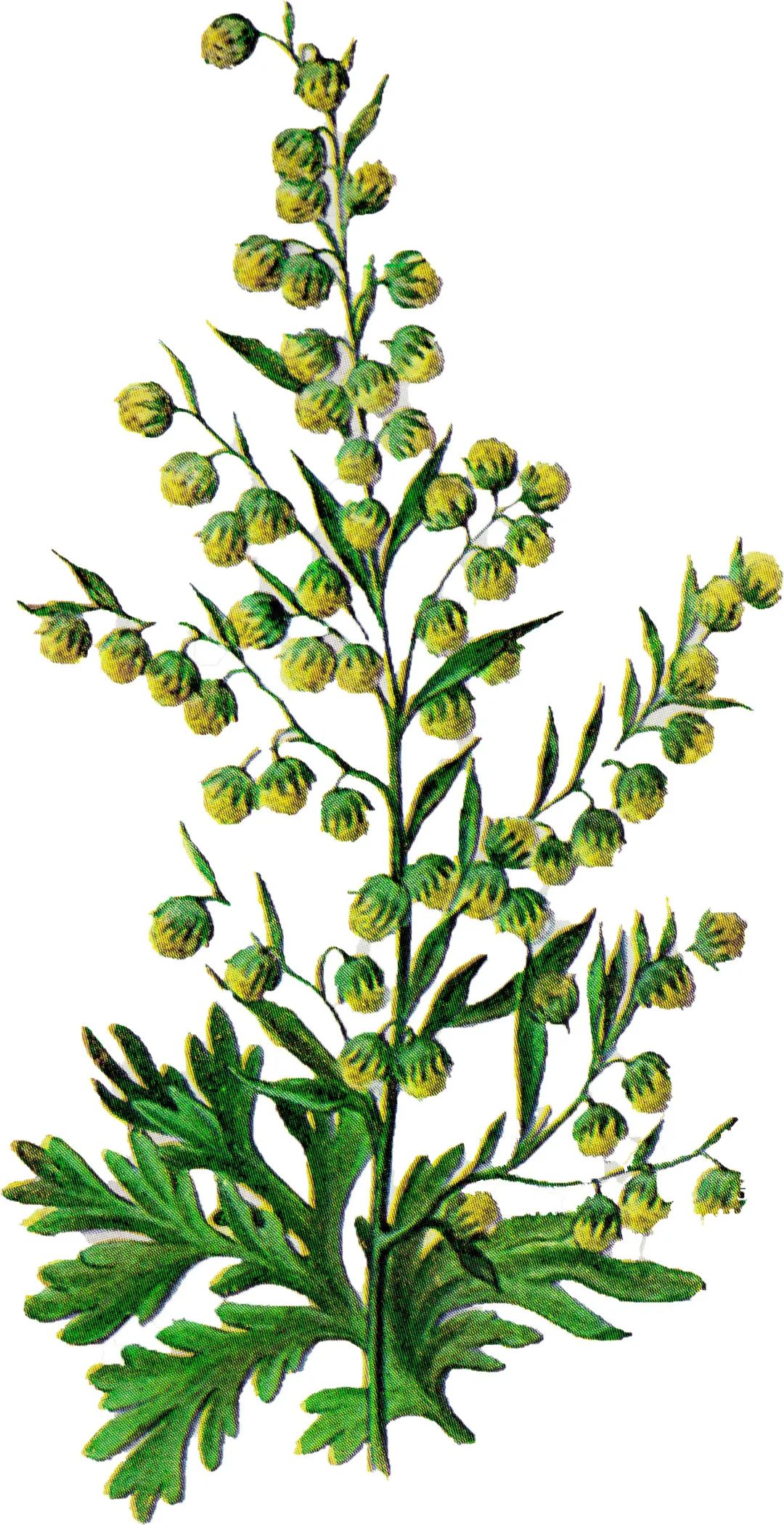 挂艾草能驱蚊吗,挂艾草是用来辟邪的吗