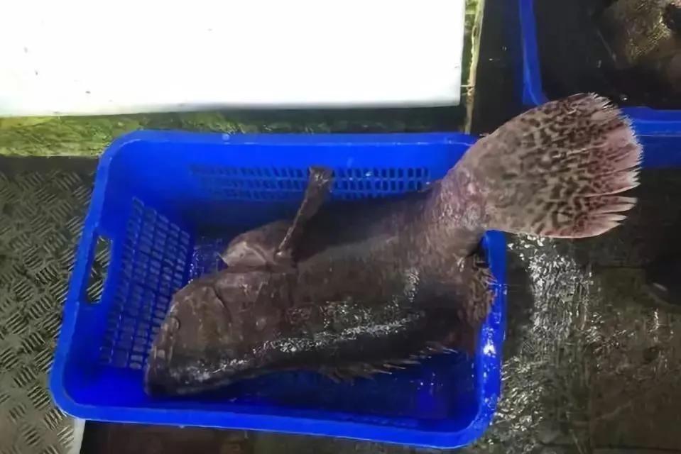 鱼类食材大全名称图片,鱼类菜谱大全100种