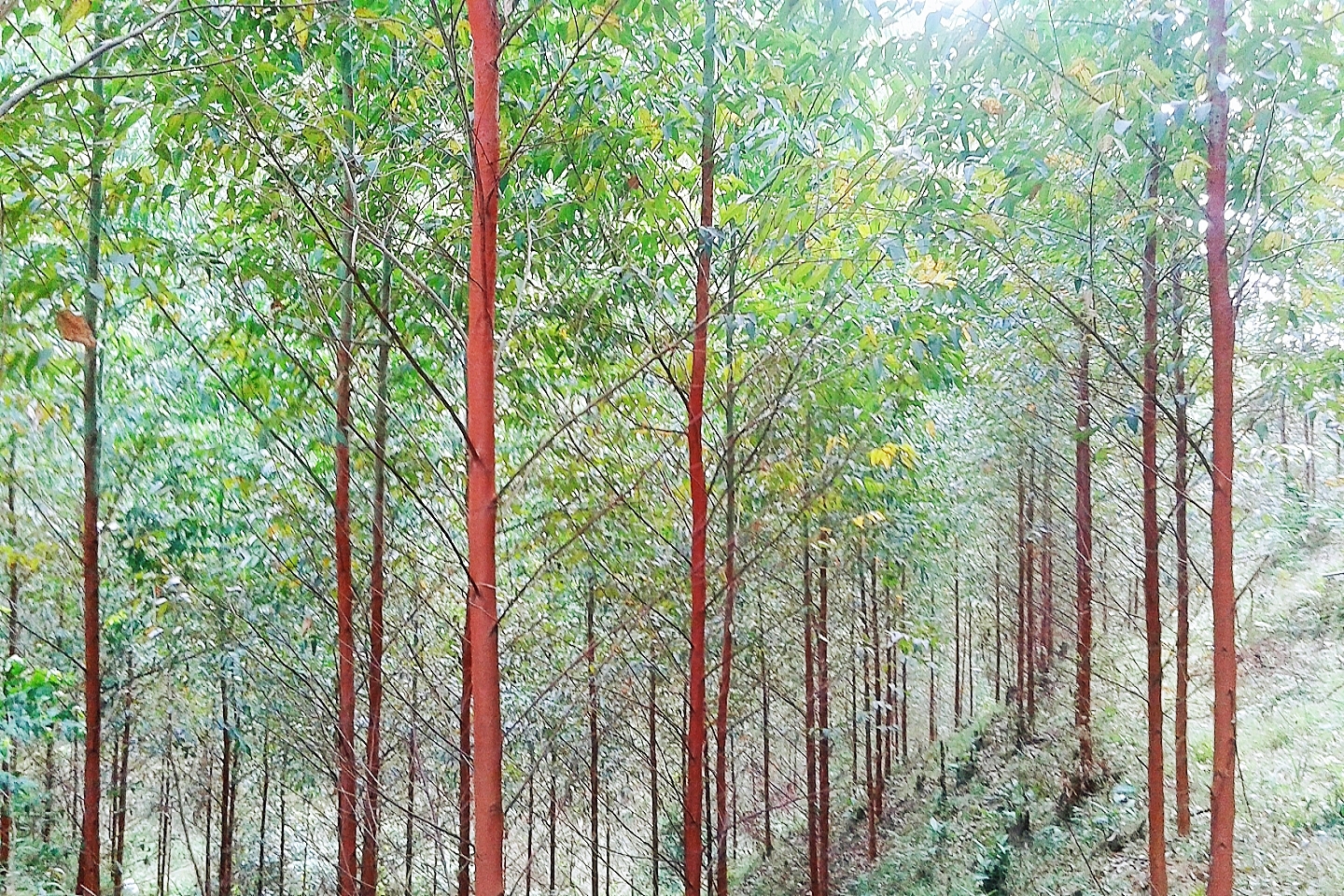 三雄争地，广西甘蔗、水果、桉树，谁是赢家？