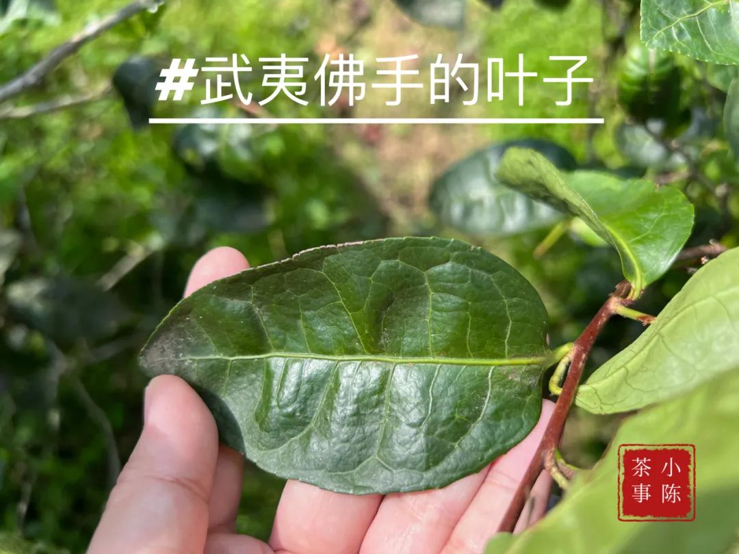 邂逅佛手茶园之后，开始遥想雪梨汤，轻盈若纱，又清新甘甜