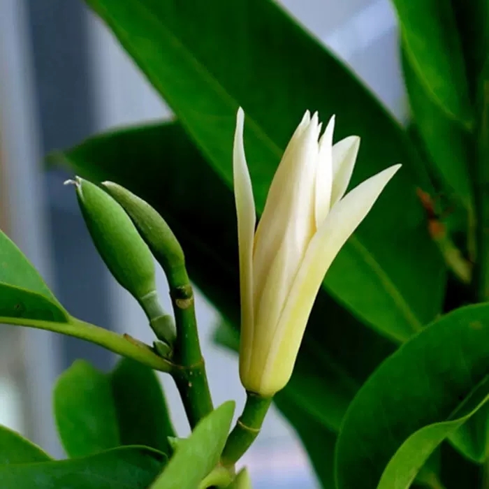 白兰花芽多影响长花苞怎么办,白兰花开花少