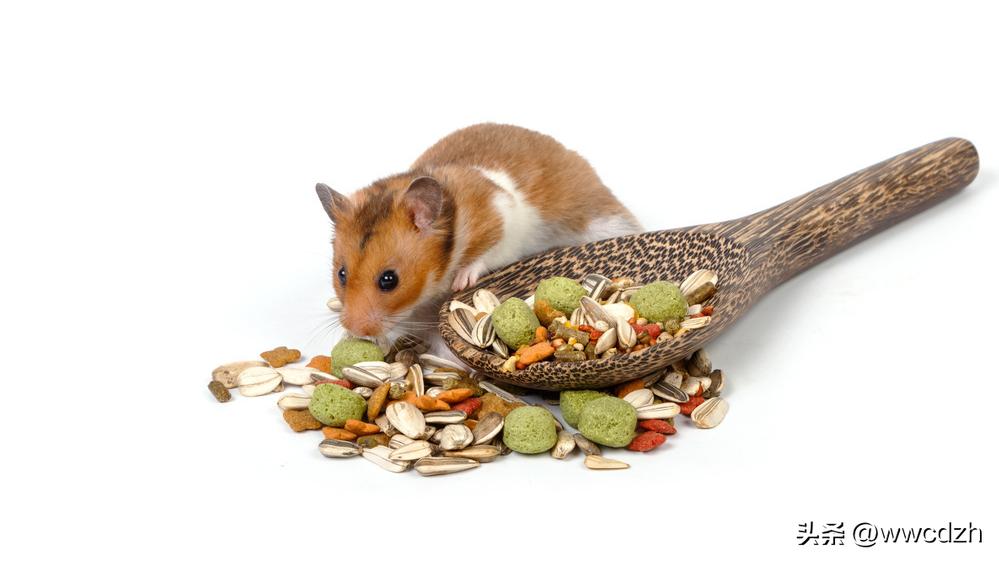 仓鼠养殖技术及注意事项,仓鼠养殖技巧和注意事项