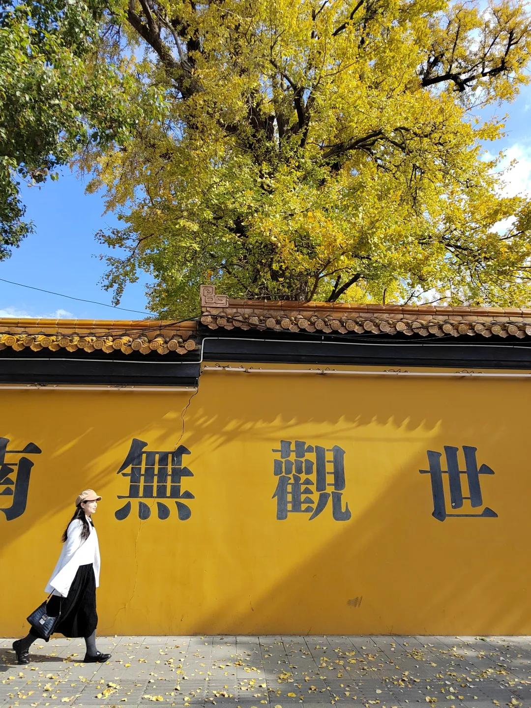 二严寺万佛阁银杏黄啦~古刹银杏，来领取奉贤最禅意的浪漫