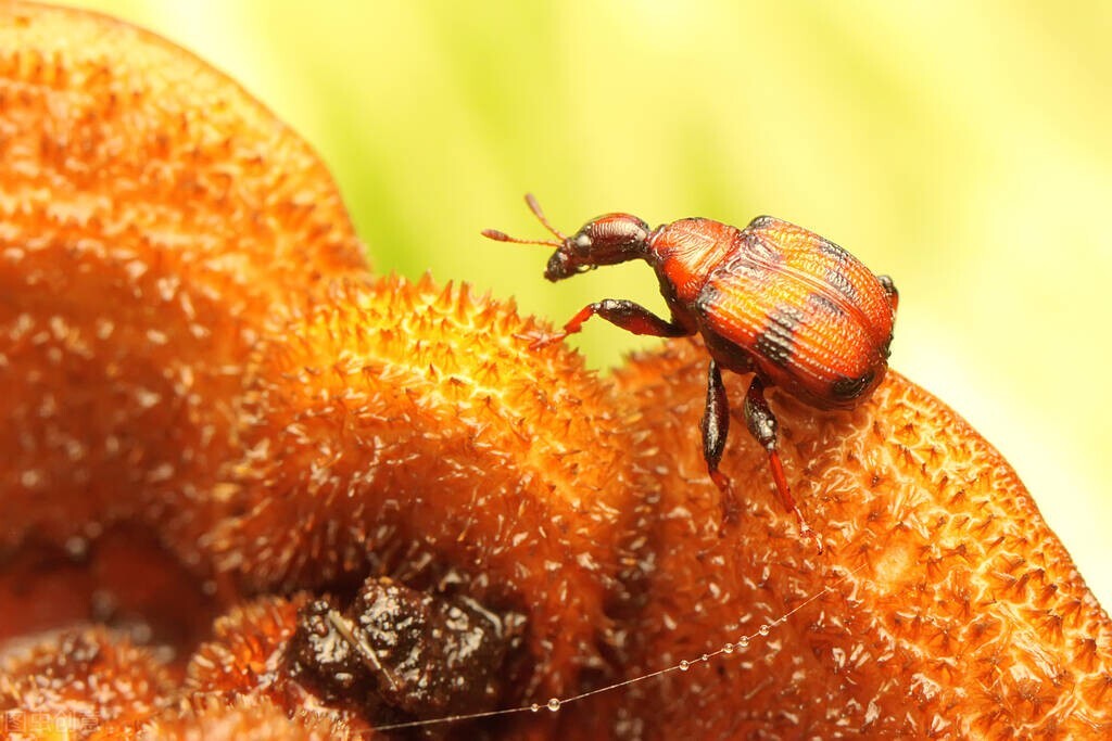 如何克服昆虫恐惧症,人对昆虫的恐惧大于死亡