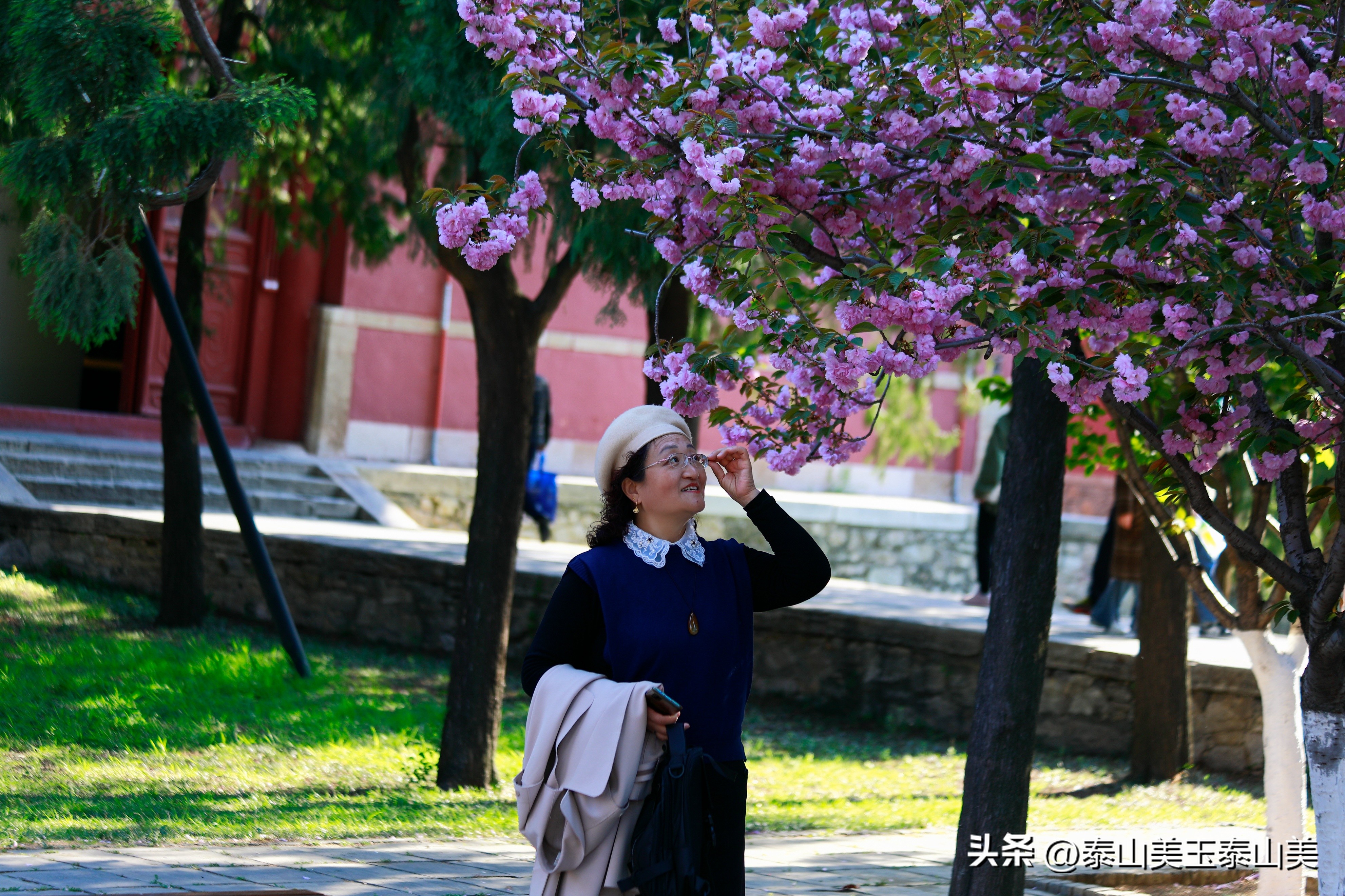 山亭寺沟樱花,定山溪樱花