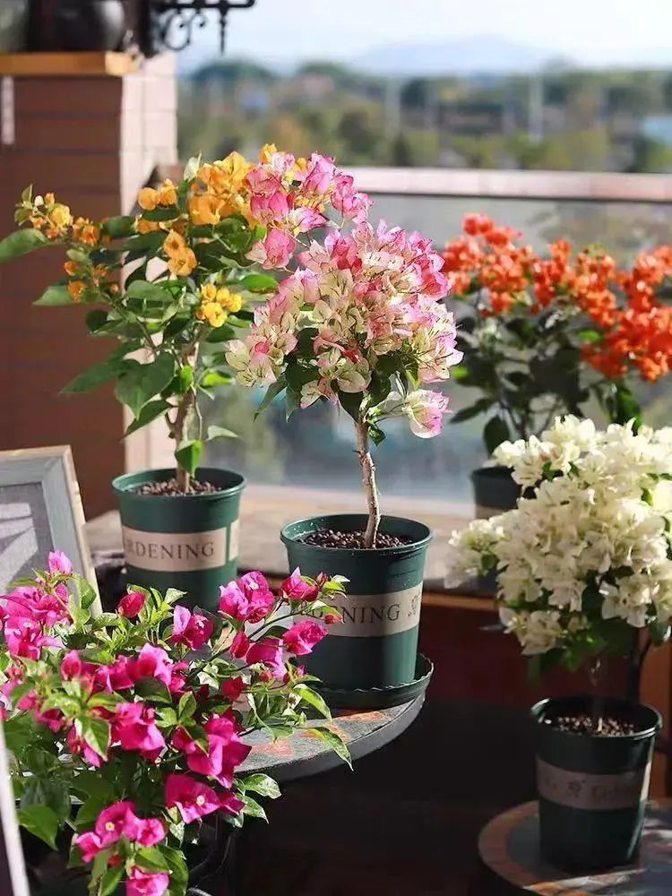 三角梅怎么越冬最低温度是多少,怎样判断三角梅冬天是否被冻死