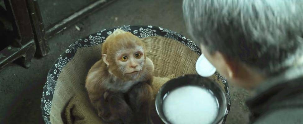 国人害怕的老猫猴子，居然是从非洲来的？黑毛白脸的怪物是什么？