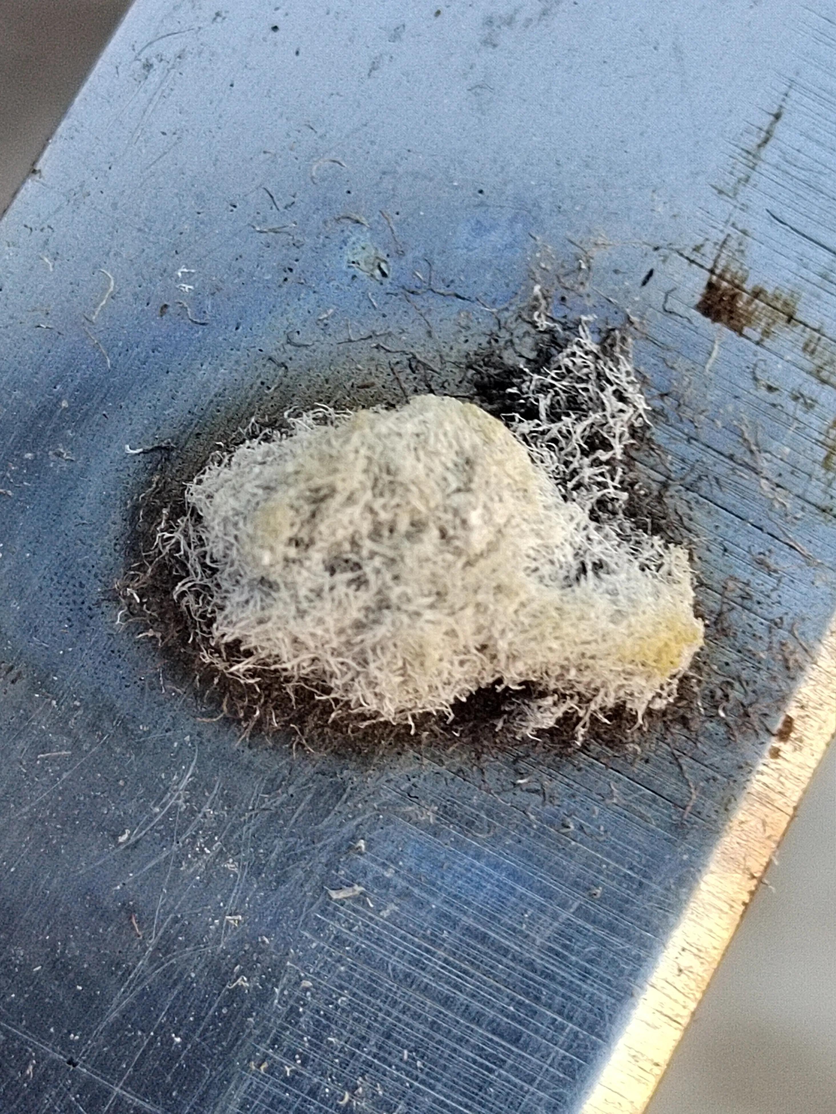 海南霸王岭白奇楠,海南白奇楠和紫奇楠