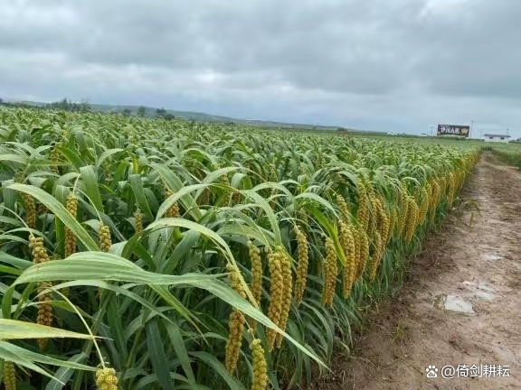 五谷杂粮小米作用,五谷之首唯小米美味可口又营养