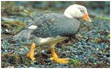 鸟类在分类学中统称为什么,鸟纲分类总表