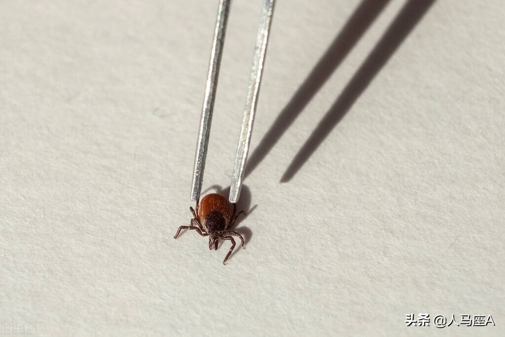 上海白蚁可怕？这种小虫子才厉害！河南3人疑似蜱虫病人传人死亡