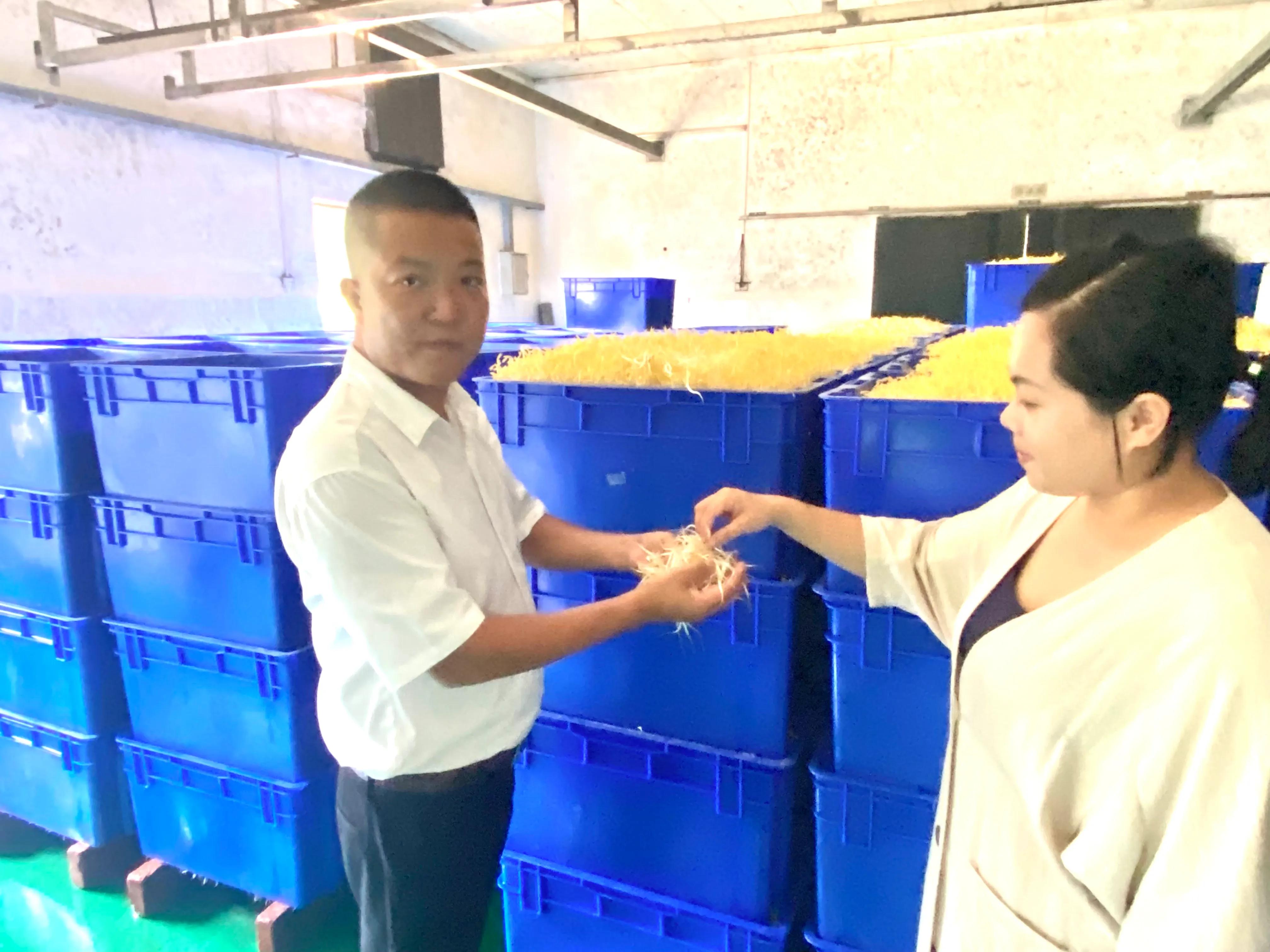 海南湖北籍企业家王攀小豆芽大梦想欲让海口市民吃上正宗“鄂”菜