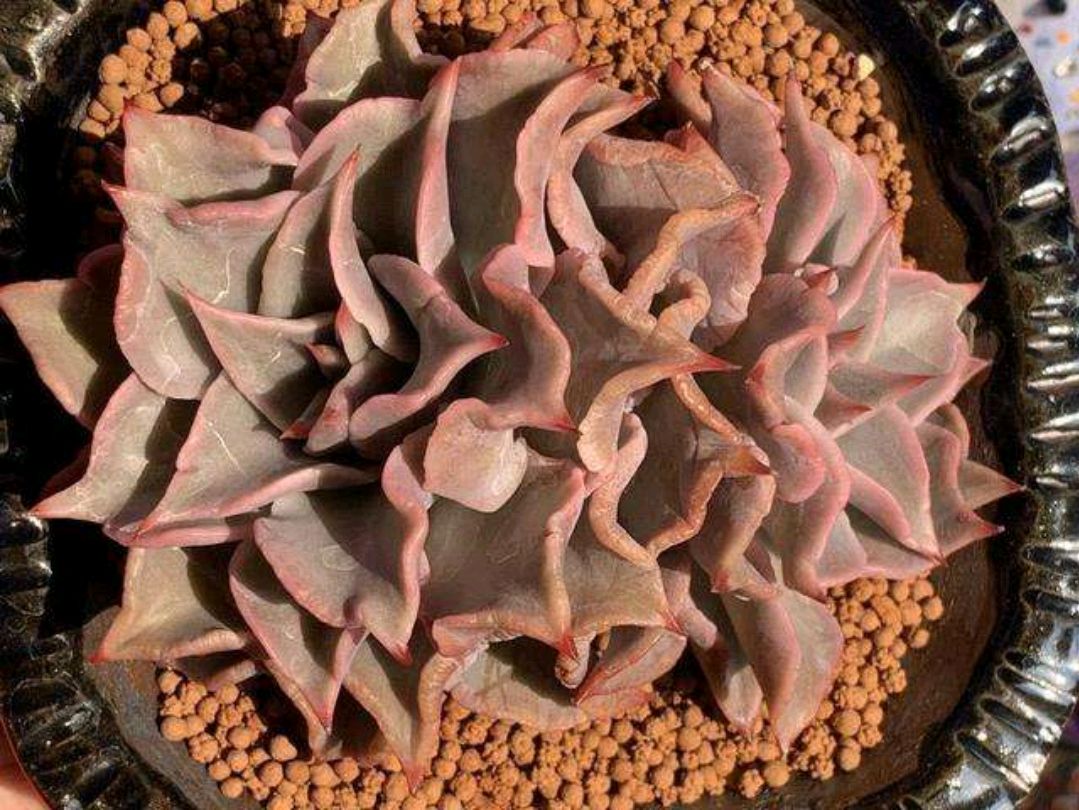 夏季养多肉注意点,夏季养多肉会生虫