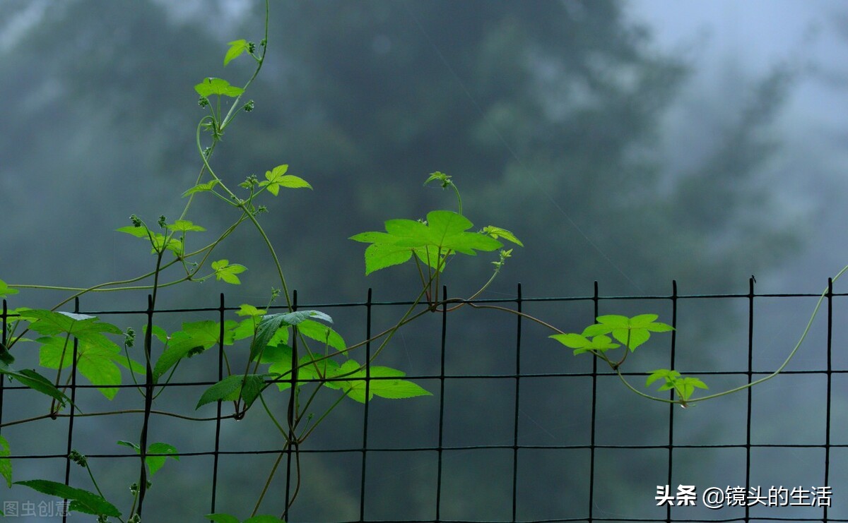 农村遍地都是宝农村的野菜挖不完,农村不要钱的野菜有哪些