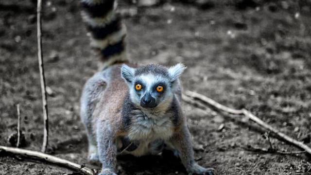 沈阳野生动物园带点啥东西喂动物,沈阳动物园冬季有哪些动物