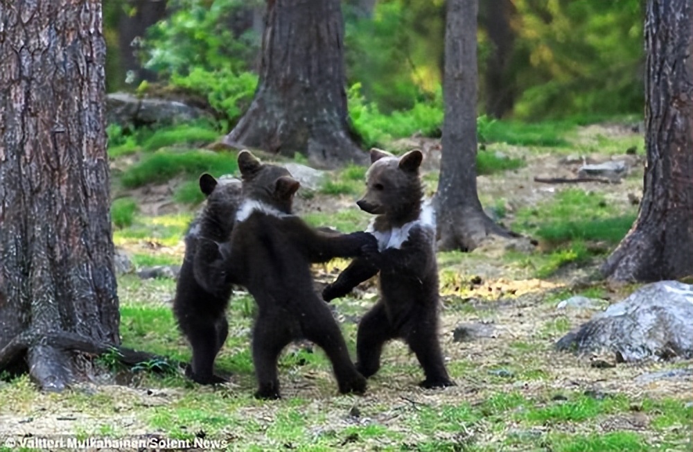 杀怒熊还是安抚怒熊?老猎手力排众议敢和发怒伤熊谈判|传奇