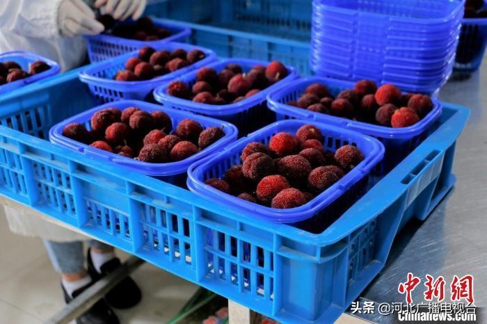 果农回应杨梅60元一颗出口迪拜,杨梅60元一颗出口迪拜版本