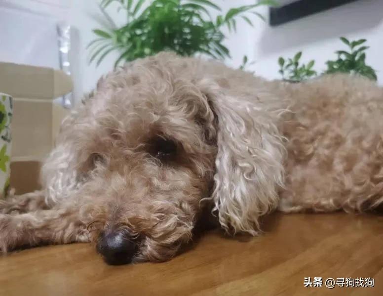 厦门免费领养宠物狗近期,厦门贵宾犬领养