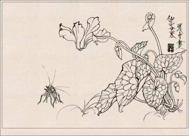 工笔草虫白描王道中,写意花鸟画草虫绘画过程分享