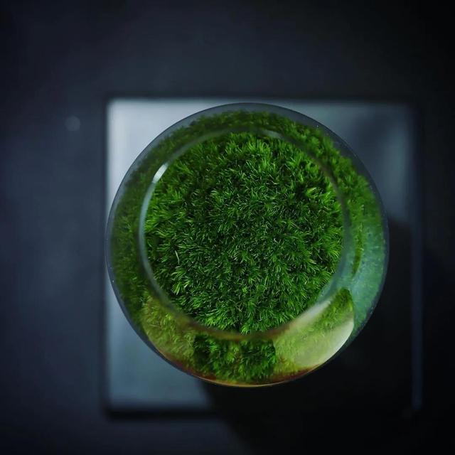 为什么苔藓养不活,苔藓为何养不活