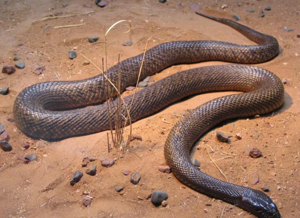 蛇类排名第一的图,蛇类十大排名