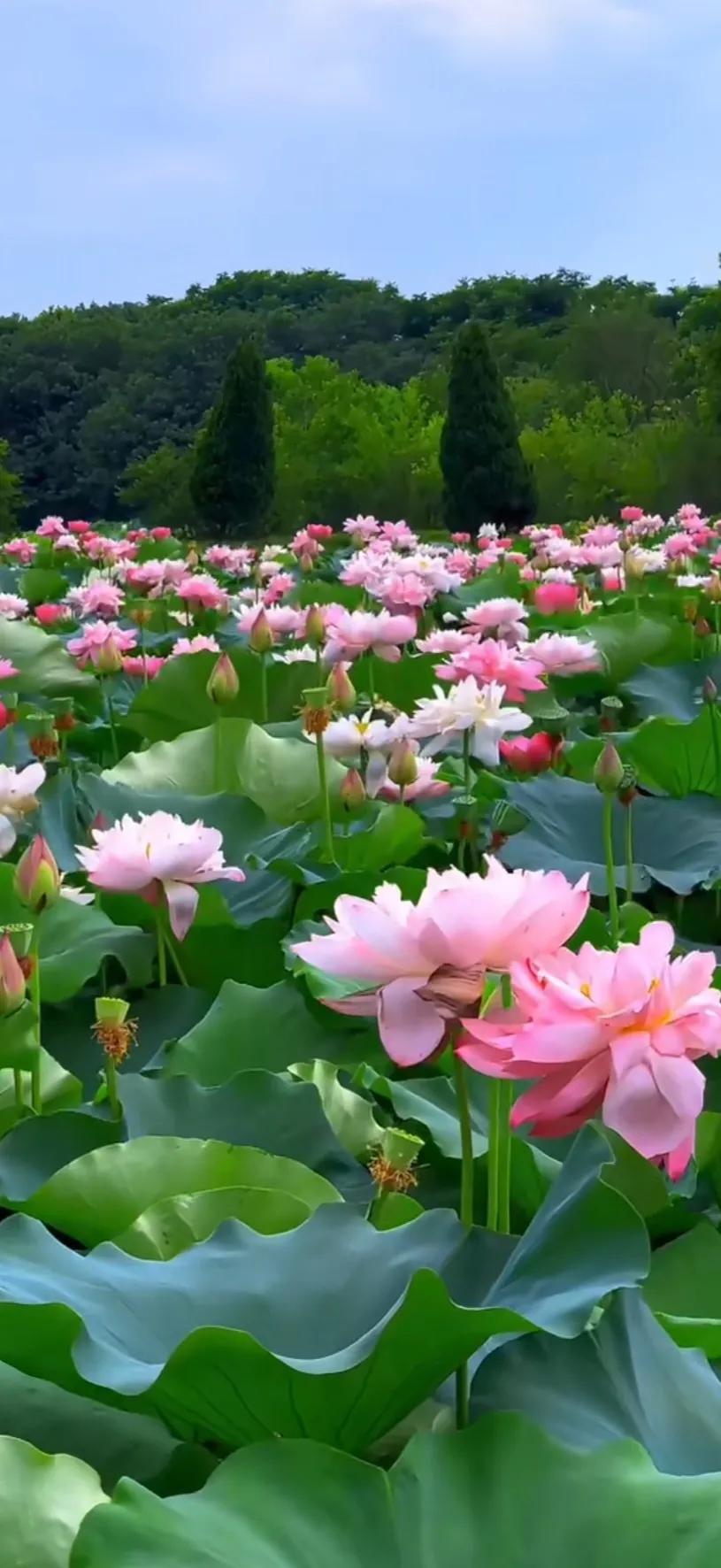 夏的季节荷花图片,三夏荷花图片