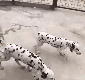 斑点狗的悲惨下场,最近很火的斑点狗