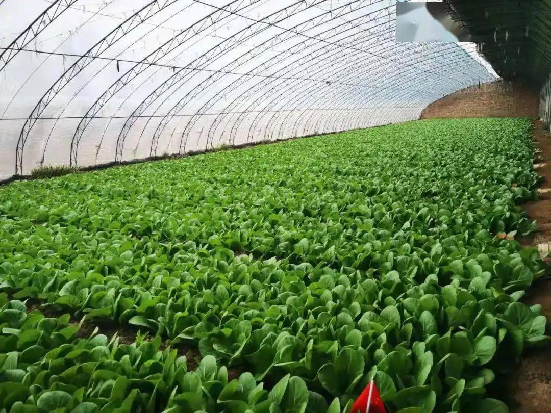 中国向韩国出口泡菜的利润有多少,韩国泡菜从中国进口比例