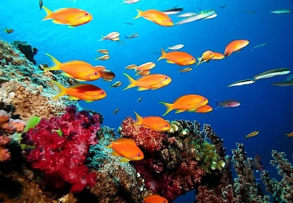 海底奇妙世界图片,海底世界的图片