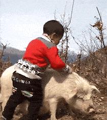 小鳄龟为啥养着养着就断尾了,以前不理解别人养宠物