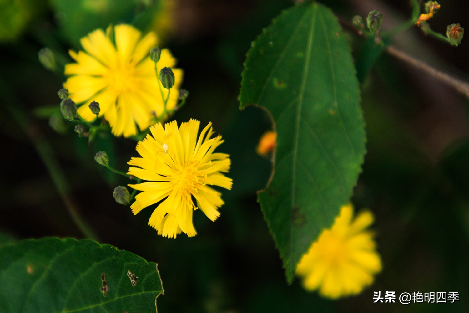 平谷老象峰风景区,北京平谷老象峰