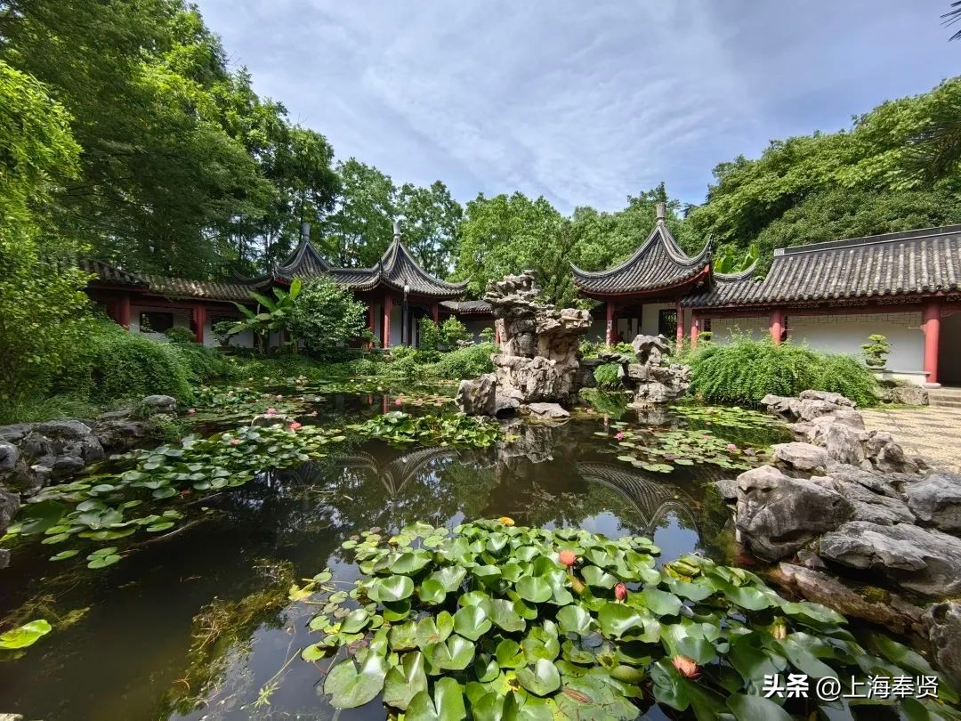 夏日赏荷好去处,奉贤哪里可以赏荷花