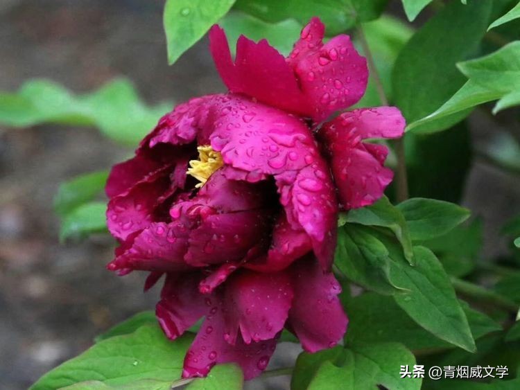 十四行诗虞美人,虞美人长恨知音少