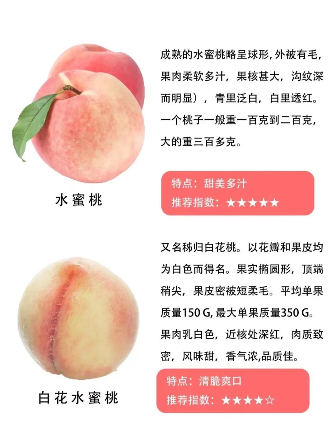 桃子品种大全及介绍,常见桃类的种类及特点