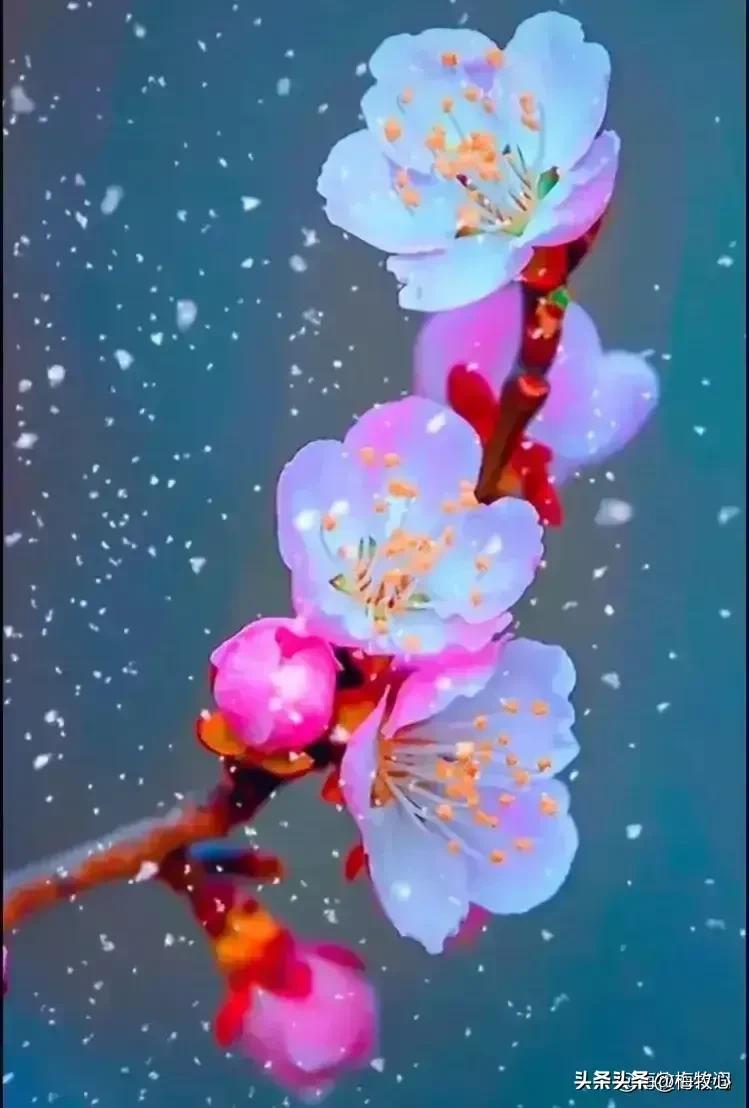 紫石金麟|咏梅七律三十韵②（二叠韵合集）