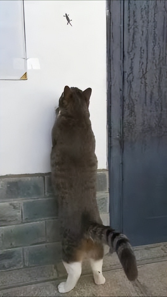 网友画“壁虎”想耍耍自家猫，可没想到…把全网的猫都给骗了