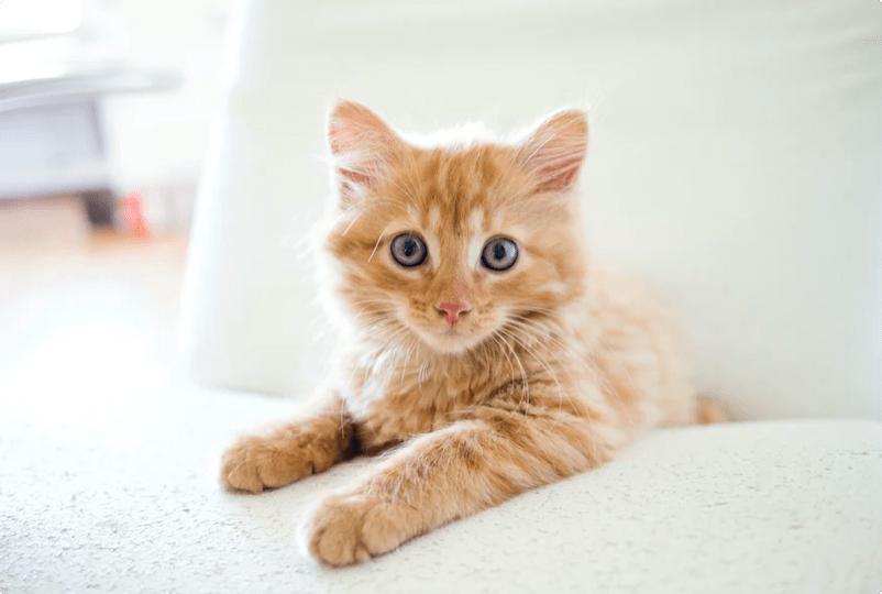 十大口碑最好的猫罐头零食,十大口碑最好的猫罐头带肉