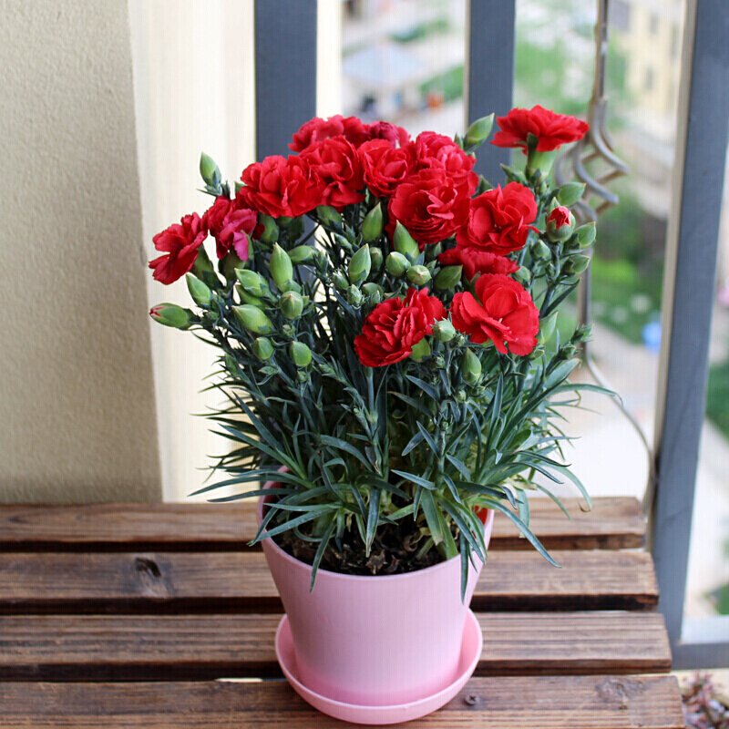 家庭客厅养什么花好看又旺财,客厅最吉祥的三种花