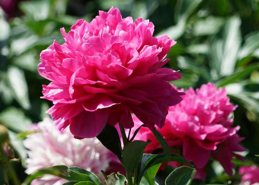 芍药牡丹的诗句,芍药的诗词鉴赏