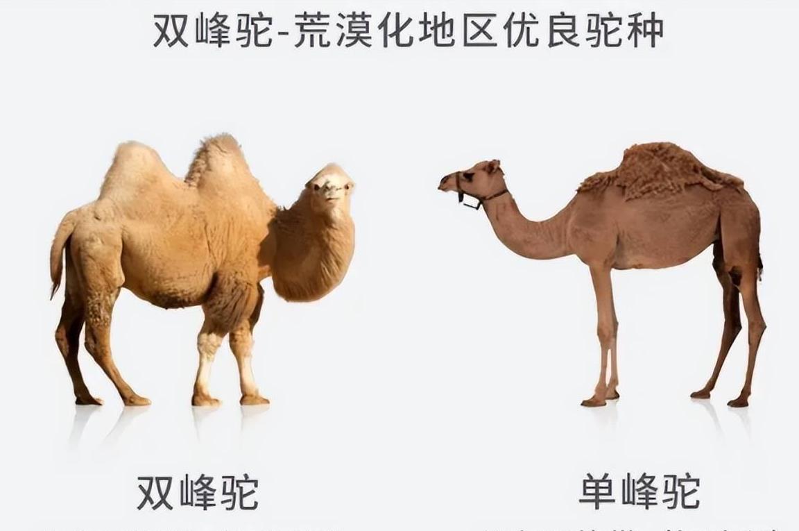 生存战争骆驼和驴,生存竞争