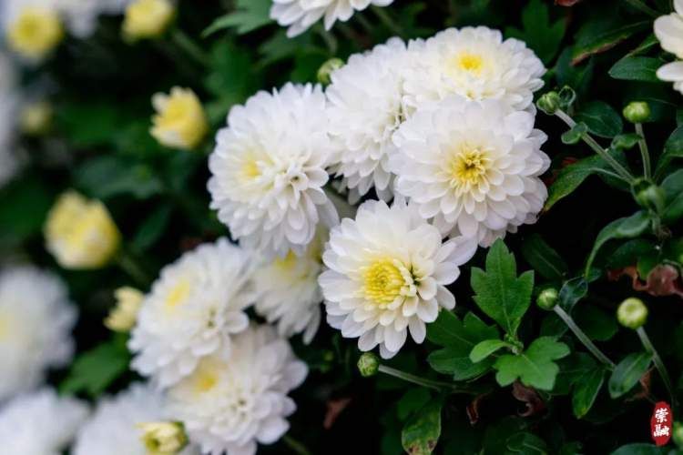 崇明花海,鲜花盛开的岛屿崇明岛