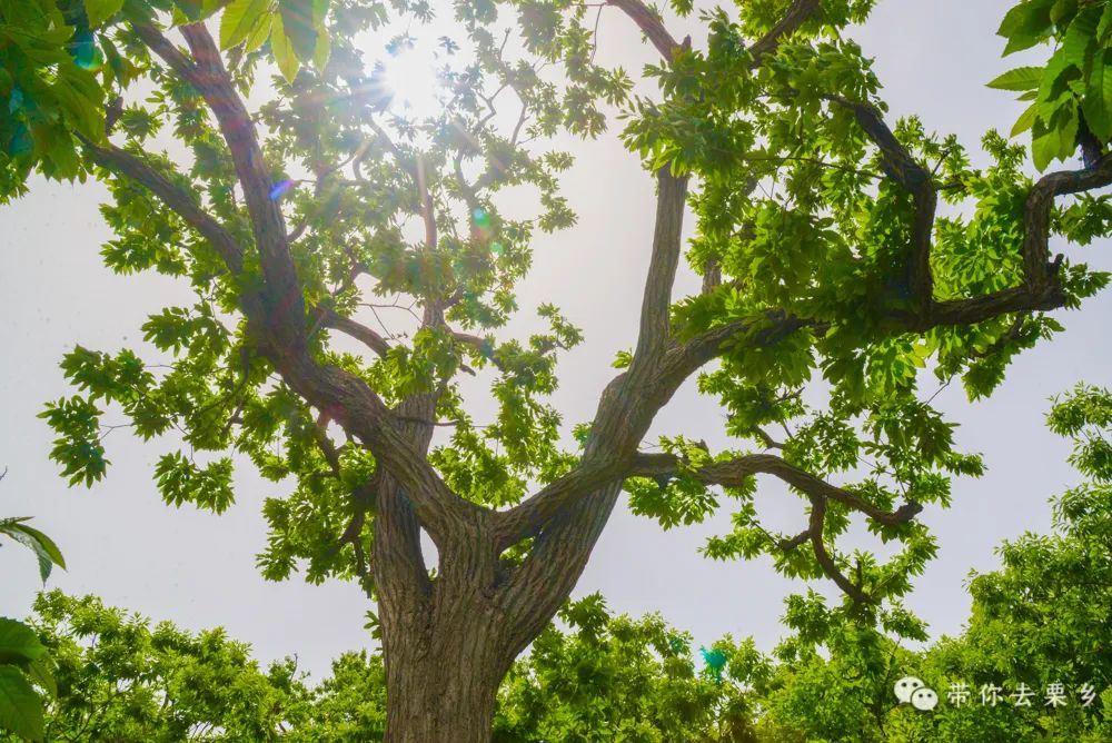 迁西板栗全球认养,迁西县板栗树