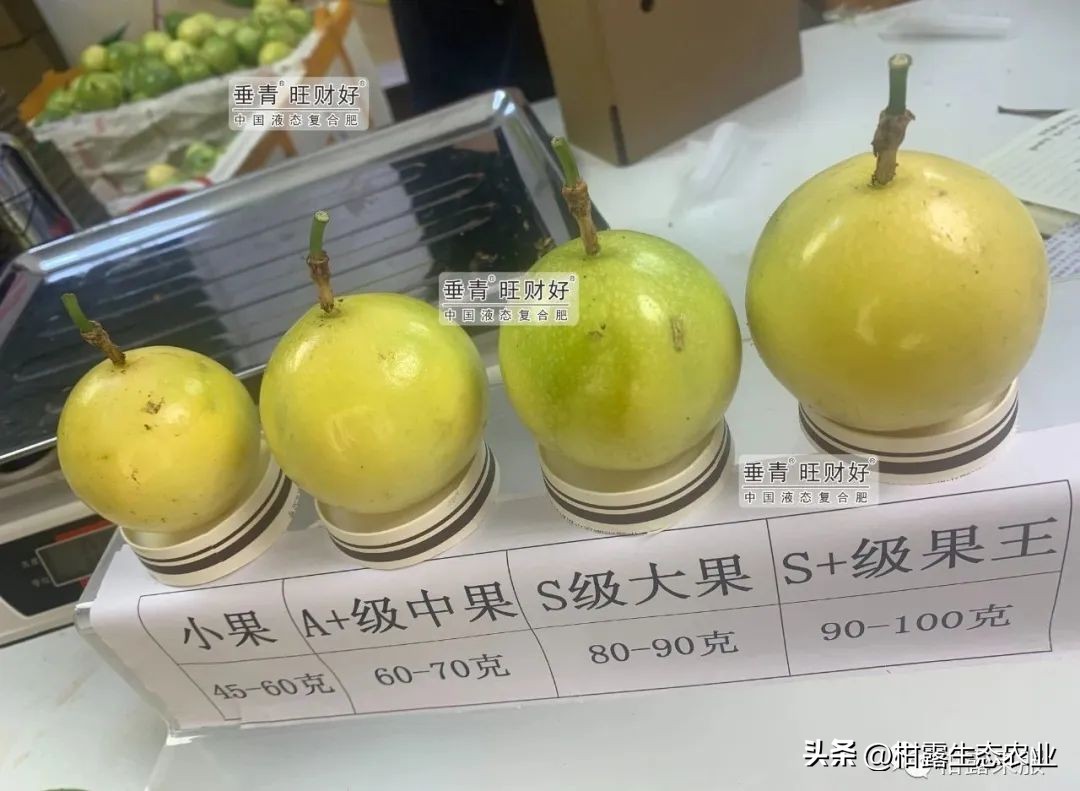 钦蜜九号百香果最新价格,正宗钦蜜9号百香果是哪里产的