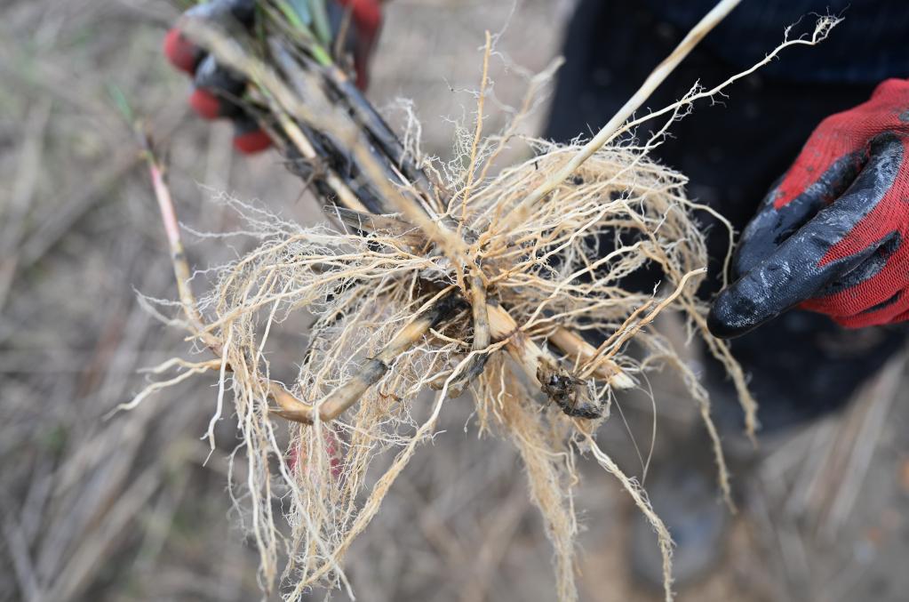 怪鱼带来的灾难,怪鱼物种入侵