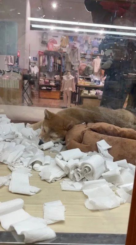 情人节冷笑话段子,情人节冷笑话段子大全